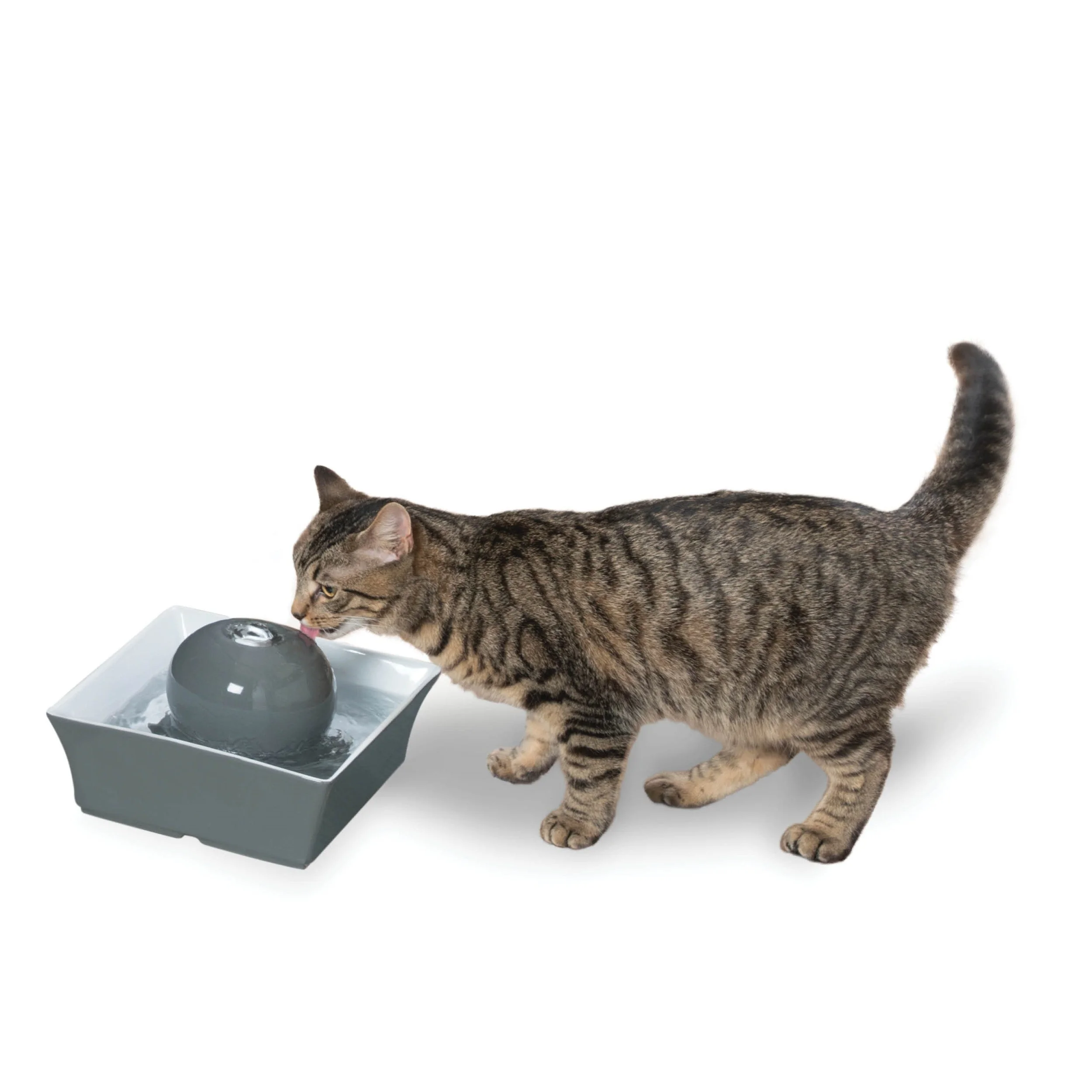 PetSafe Drinkwell Seascape 70 oz gray ceramic fountain with a cat