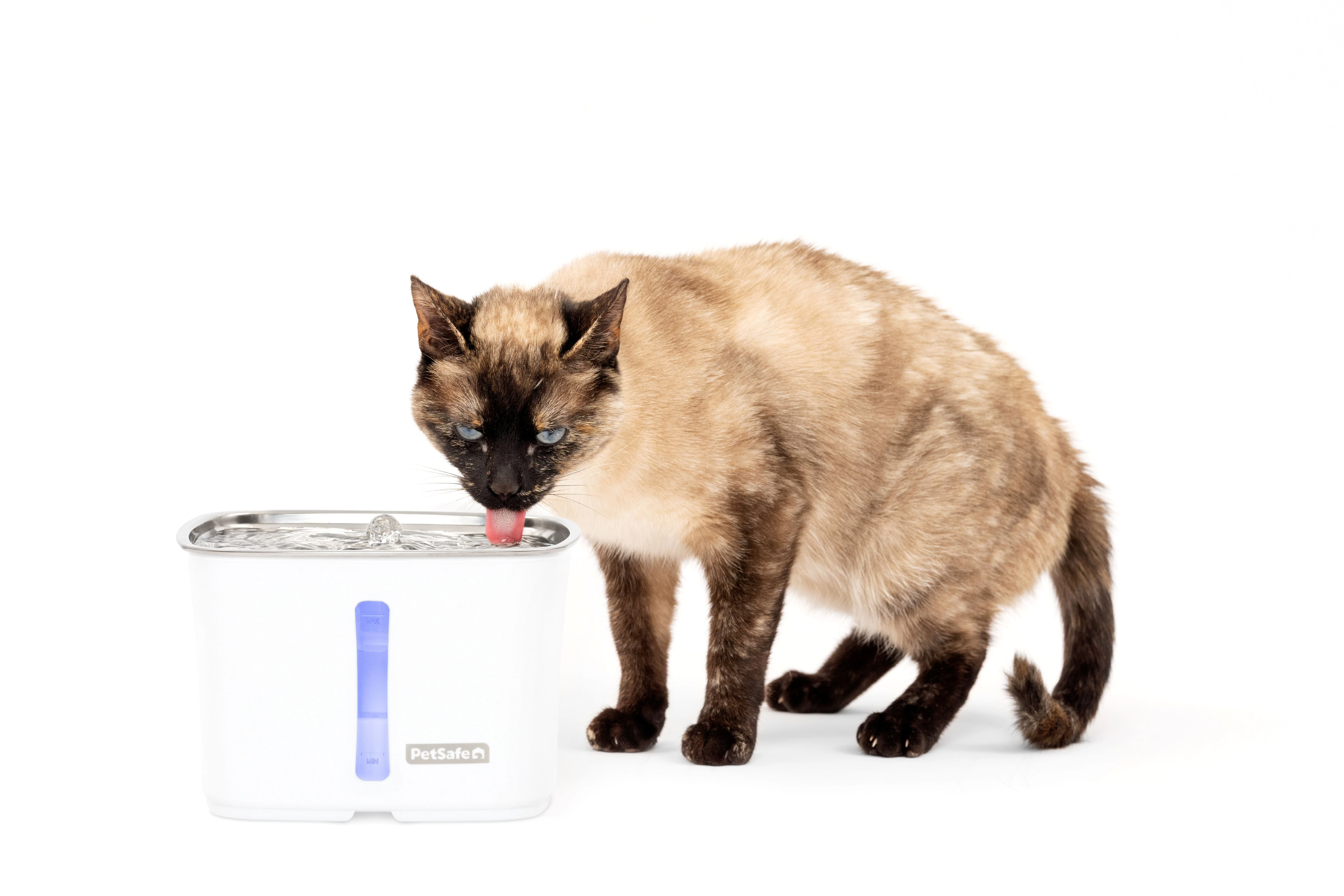 ZWW00-17921 / 64 oz stainless tray fountain with its exact manufacturer demonstration pet